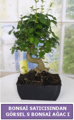 S dal erilii bonsai japon aac  Karaman iekiler 