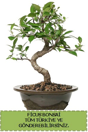 Ficus bonsai  Karaman hediye iek yolla 