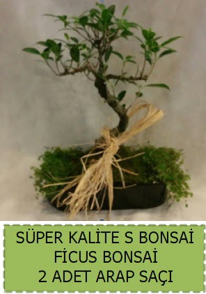 Ficus S Bonsai ve arap saçı  Karaman internetten çiçek satışı 