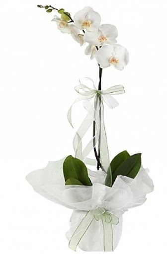 Tekli Beyaz Orkide  Karaman online iek gnderme sipari 