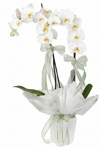 ift Dall Beyaz Orkide  Karaman yurtii ve yurtd iek siparii 