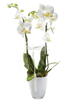 2 dall beyaz seramik beyaz orkide sakss  Karaman hediye iek yolla 