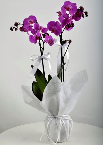 ift dall saksda mor orkide iei  Karaman hediye sevgilime hediye iek 