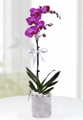 Tek dall saksda mor orkide iei  Karaman 14 ubat sevgililer gn iek 