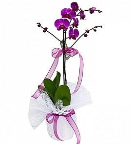 Tek dall saksda ithal mor orkide iei  Karaman 14 ubat sevgililer gn iek 