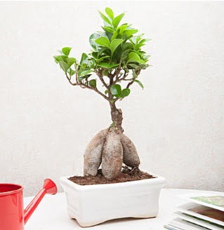 Exotic Ficus Bonsai ginseng  Karaman nternetten iek siparii 