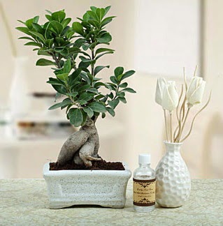 Ginseng ficus bonsai  Karaman 14 ubat sevgililer gn iek 