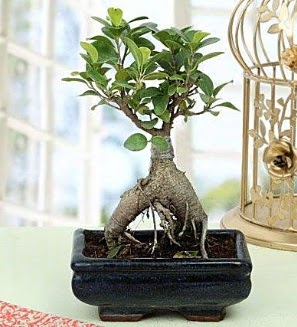 Appealing Ficus Ginseng Bonsai  Karaman yurtii ve yurtd iek siparii 