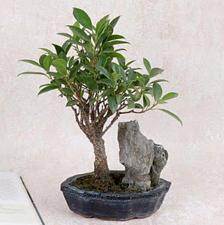 Japon aac Evergreen Ficus Bonsai  Karaman hediye iek yolla 