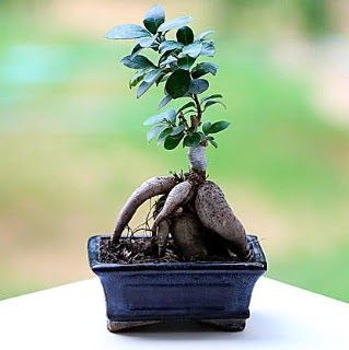 Marvellous Ficus Microcarpa ginseng bonsai  Karaman hediye sevgilime hediye iek 