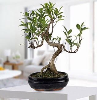 Gorgeous Ficus S shaped japon bonsai  Karaman ieki telefonlar 