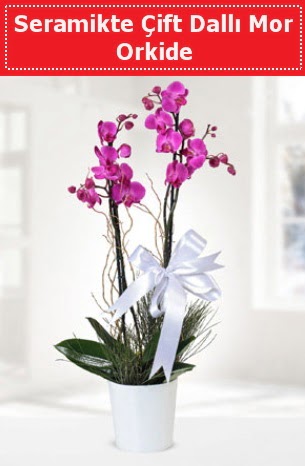 Seramikte Çift Dallı Mor Orkide  Karaman yurtiçi ve yurtdışı çiçek siparişi 