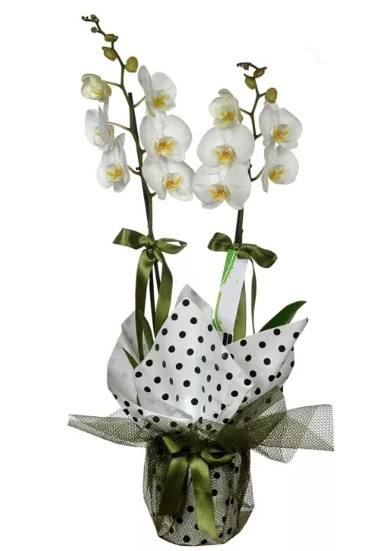 ift Dall Beyaz Orkide  Karaman gvenli kaliteli hzl iek 