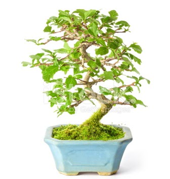 S zerkova bonsai ksa sreliine  Karaman ucuz iek gnder 