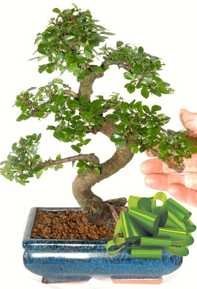 Yaklak 25 cm boyutlarnda S bonsai  Karaman cicekciler , cicek siparisi 