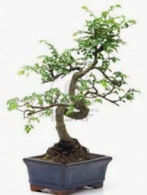 S gvde bonsai minyatr aa japon aac  Karaman iekiler 