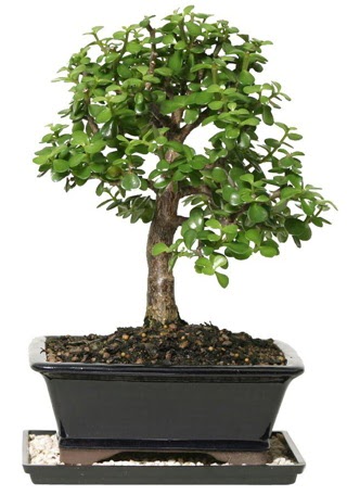 15 cm civar Zerkova bonsai bitkisi  Karaman cicekciler , cicek siparisi 