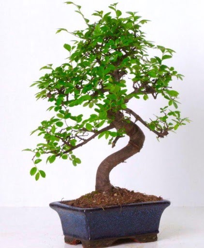 S gvdeli bonsai minyatr aa japon aac  Karaman hediye iek yolla 
