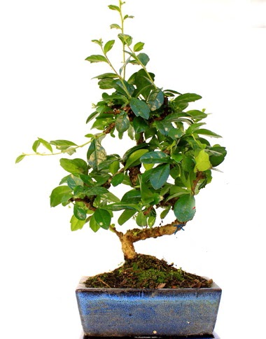 S gvdeli carmina bonsai aac  Karaman ieki maazas  Minyatr aa