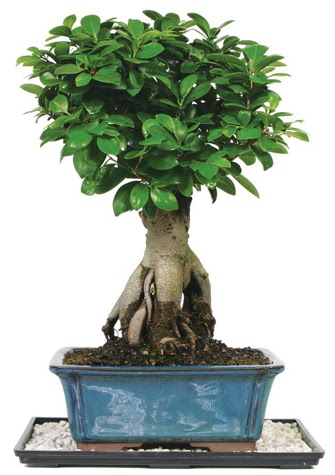 Bonsai Ginsing Grafted Ficus Bonsai  Karaman ieki maazas 