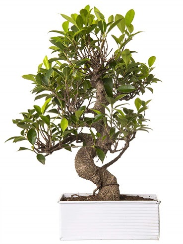 Exotic Green S Gvde 6 Year Ficus Bonsai  Karaman hediye iek yolla 