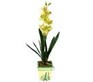 Özel Yapay Orkide Sari  Karaman çiçek , çiçekçi , çiçekçilik 
