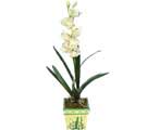 Özel Yapay Orkide Beyaz   Karaman çiçek satışı 