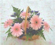 gerbera çiçeklerinde sepet   Karaman çiçekçi mağazası 
