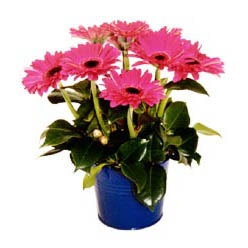 vazo içerisinde gerbera çiçekleri   Karaman çiçek online çiçek siparişi 