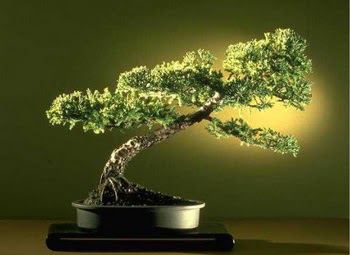 ithal bonsai saksi çiçegi  Karaman cicek , cicekci 