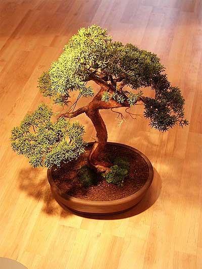 ithal bonsai saksi çiçegi  Karaman çiçek gönderme sitemiz güvenlidir 