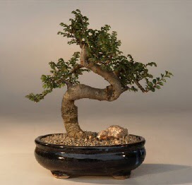 ithal bonsai saksi çiçegi  Karaman güvenli kaliteli hızlı çiçek 