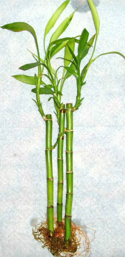 Lucky Bamboo 3 adet vazo hediye edilir   Karaman iek servisi , ieki adresleri 