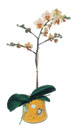  Karaman çiçek online çiçek siparişi  Phalaenopsis Orkide ithal kalite