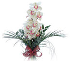  Karaman cicekciler , cicek siparisi  Dal orkide ithal iyi kalite