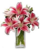 Vazo içerisinde 5 dal kazablanka çiçeği  Karaman çiçek mağazası , çiçekçi adresleri 
