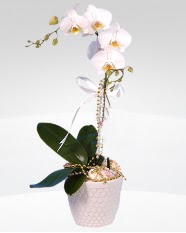 1 dallı orkide saksı çiçeği  Karaman çiçek satışı 