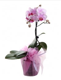 1 dal pembe orkide saksı çiçeği  Karaman çiçek yolla 