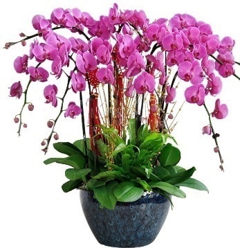 9 dallı mor orkide  Karaman güvenli kaliteli hızlı çiçek 