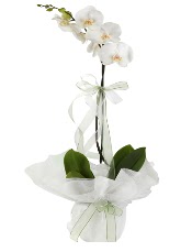 1 dal beyaz orkide çiçeği  Karaman hediye sevgilime hediye çiçek 