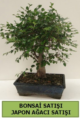 Minyatür bonsai japon ağacı satışı  Karaman hediye çiçek yolla 