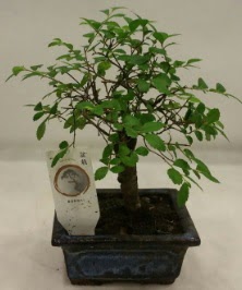 Minyatür ithal japon ağacı bonsai bitkisi  Karaman çiçekçiler 