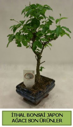 İthal bonsai japon ağacı bitkisi  Karaman online çiçekçi , çiçek siparişi 