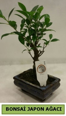 Bonsai japon ağacı saksı bitkisi  Karaman İnternetten çiçek siparişi 