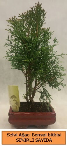 Selvi ağacı bonsai japon ağacı bitkisi  Karaman çiçekçiler 