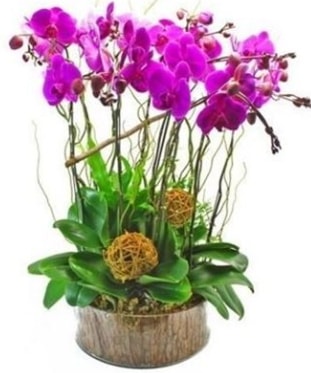 Ahşap kütükte lila mor orkide 8 li  Karaman uluslararası çiçek gönderme 