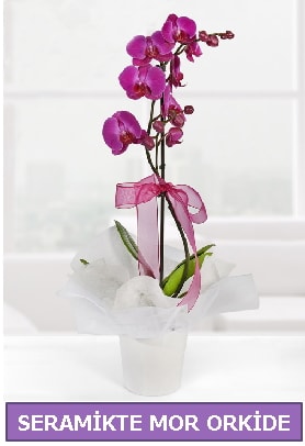 Seramik içerisinde birinci kalite tek dallı mor orkide  Karaman ucuz çiçek gönder 