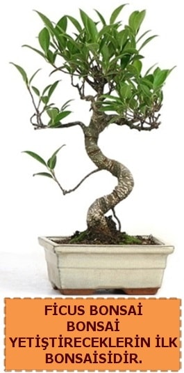 Ficus bonsai 15 ile 25 cm arasındadır  Karaman çiçekçi mağazası 