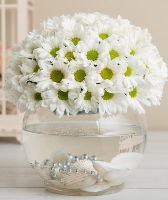 Fanusta beyaz Papatya  Karaman çiçekçiler 