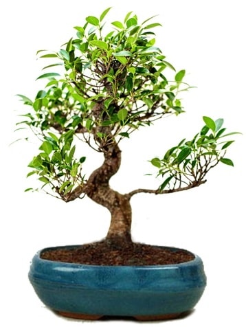 25 cm ile 30 cm aralığında Ficus S bonsai  Karaman hediye çiçek yolla 